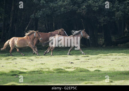 Poneys New Forest tournant lors d'une nouvelle enceinte à côté de dérive Copse Parc national New Forest Hampshire Angleterre Banque D'Images