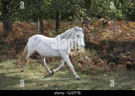 Poney New Forest au cours d'un jet à côté d'Amberwood Enceinte Parc national New Forest Hampshire Angleterre Banque D'Images