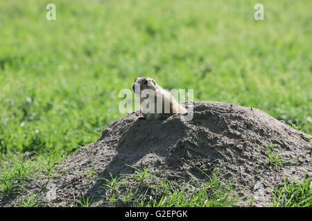 Chien de prairie Cynomys ludovicianus Blacktail Banque D'Images