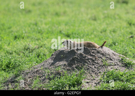 Chien de prairie Cynomys ludovicianus Blacktail Banque D'Images