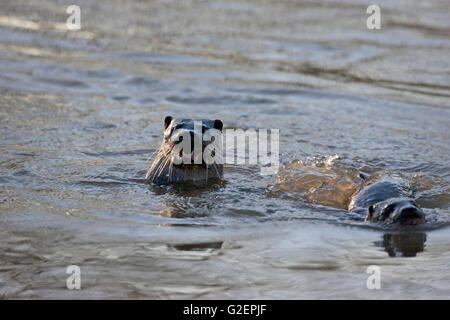 Loutre d'Europe Lutra lutra femelle et cub dans la rivière Stour Blandford Dorset England UK Banque D'Images