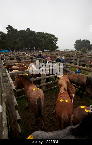 Nouvelle Forêt poneys en livres à la route de Beaulieu Vente Poney New Forest National Park Hampshire England UK Banque D'Images