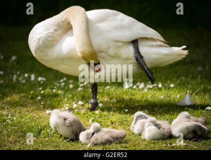 Swan adultes tout en se lissant cygnets répéter sur river bank Banque D'Images