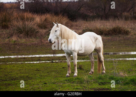 Camargue cheval blanc Equus ferus caballus Parc Naturel Régional de la Camargue France Banque D'Images