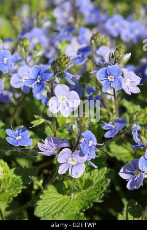 Germander Speedwell Veronica chamaedrys Banque D'Images