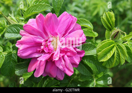 Rosa rugosa Rose japonais une plante envahissante sur la côte de Sefton, Merseyside, Royaume-Uni Banque D'Images