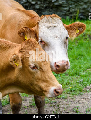 Close-up de deux têtes de vache (un brun et un brown & white) que leur attention est pris par quelque chose à proximité. Banque D'Images