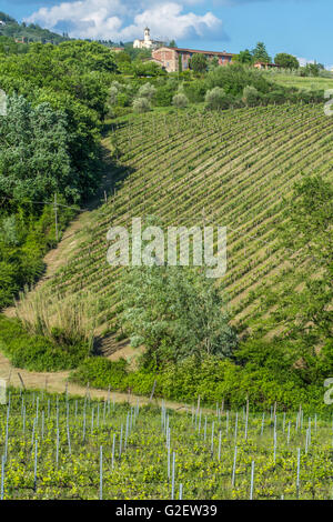 Vignoble près du village ('Frazione') de Camigliano, partie de la ville ('comune') de Pescia. La province de Lucques, Toscane. Banque D'Images