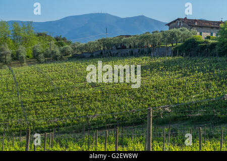 Vignoble près du village ('Frazione') de Camigliano, partie de la ville ('comune') de Pescia. La province de Lucques, Toscane. Banque D'Images