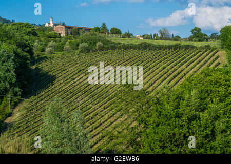 Vignoble près du village ('Frazione') de Camigliano, partie de la ville ('comune') de Pescia. La province de Lucques, Toscane. Banque D'Images