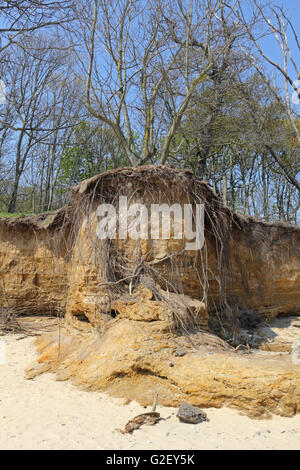 Arbre sur un bord de falaise à salon de l'érosion côtière de falaise de grès à Benacre, Suffolk, Angleterre, Royaume-Uni. Banque D'Images