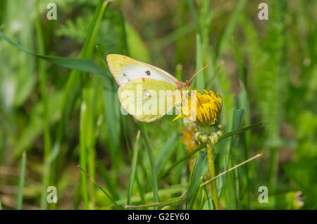 Chou ordinaire butterfly (Pieris brassicae) sucer le nectar sur une fleur de pissenlit Banque D'Images