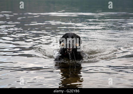 Un chien labrador noir humide -natation après la poursuite d'un stick dans un des lacs de la région du Lake District, Angleterre Banque D'Images