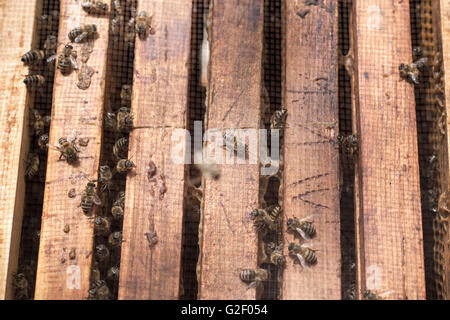 Close up d'abeilles dans les cadres de la ruche par une journée ensoleillée Banque D'Images