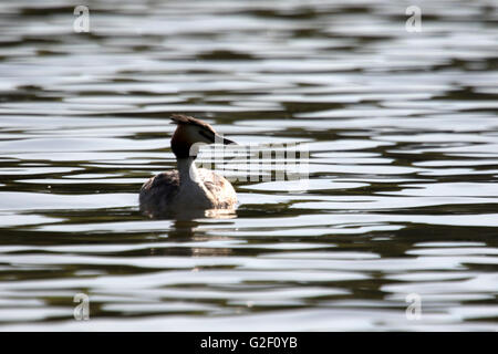 Grèbe huppé Podiceps cristatus', ' Banque D'Images
