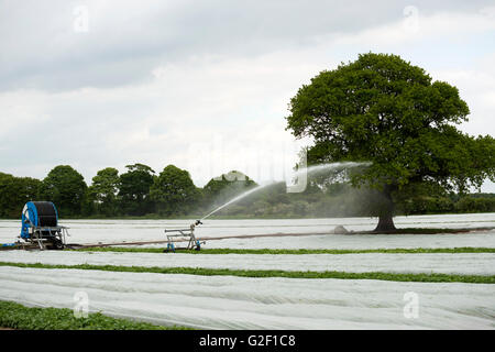 Première récolte les pommes de terre cultivées intensivement en vertu de molleton, Shottisham, Suffolk, UK. Banque D'Images