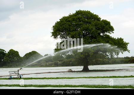 Première récolte les pommes de terre cultivées intensivement en vertu de molleton, Shottisham, Suffolk, UK. Banque D'Images