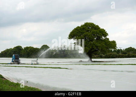 Première récolte les pommes de terre cultivées intensivement en vertu de molleton, Shottisham, Suffolk, UK. Banque D'Images