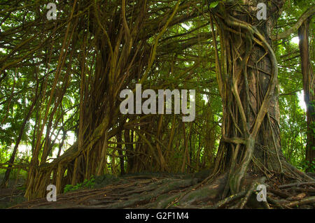 Banyan Tree forest à Big Island, Hawaii. Forêt des arbres exotiques géant situé près de Hilo, Hawaii Banque D'Images