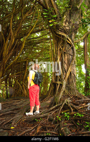 Vous vous demandez sur les arbres tropicaux géants. Forêt de Banyan à Hawaï Banque D'Images