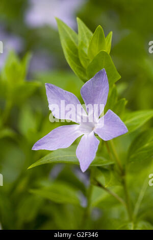 Vinca major fleur. Periwinle bleu. Banque D'Images