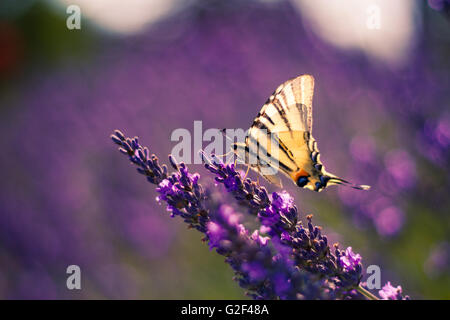 Papillon belle arrière-plan avec fleurs d'été. Couleurs reposantes. Arrière-plan flou Banque D'Images