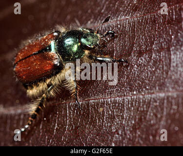 Hanneton horticole (Phyllopertha horticola). Hairy extrêmement coléoptère de la famille Scarabaeidae, montrant la tête irisée Banque D'Images