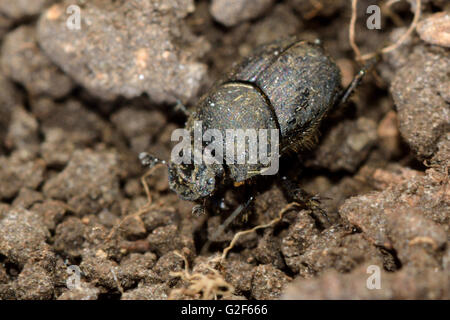 Onthophagus joannae bousier. Petit bousier dans la famille Scarabaeidae, se nourrissant de l'poo Banque D'Images