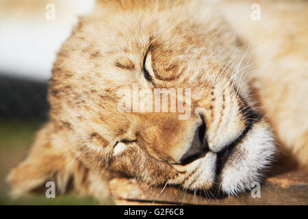 Close up of Sleeping lion cub, sur la mer Parc du Lion, Jeffrey's Bay, Eastern Cape, Afrique du Sud Banque D'Images