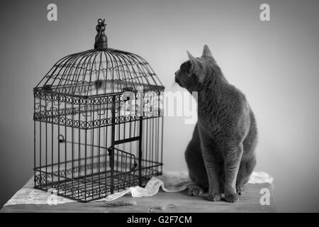 Cat à la bird cage près de plumes sur la table Banque D'Images