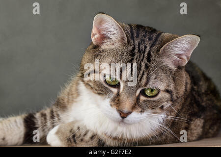 Studio Portrait d'une belle couleur trois adultes housecat européenne Banque D'Images