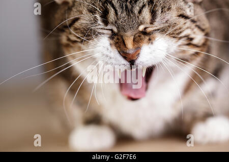 Studio Portrait d'une belle couleur trois adultes housecat européenne Banque D'Images