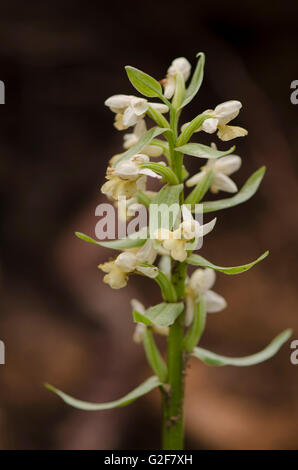 Barton's Orchid, Dactylorhiza insularis, inflorescence, Andalousie, espagne. Banque D'Images