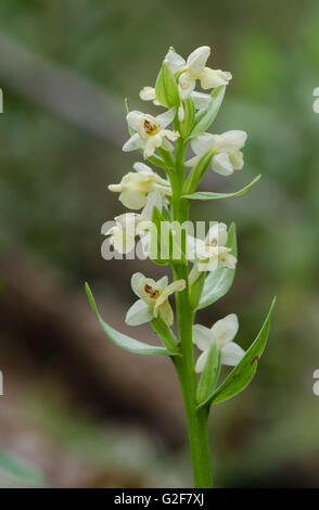 Barton's Orchid, Dactylorhiza insularis, inflorescence, Andalousie, espagne. Banque D'Images