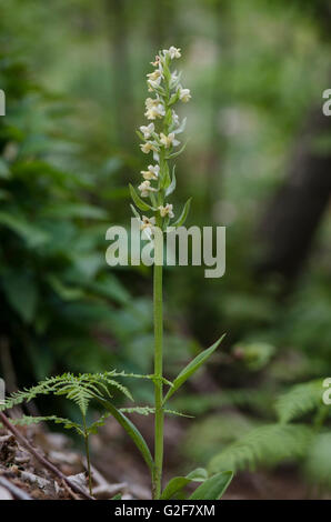 Barton's Orchid, Dactylorhiza insularis, Andalousie, espagne. Banque D'Images