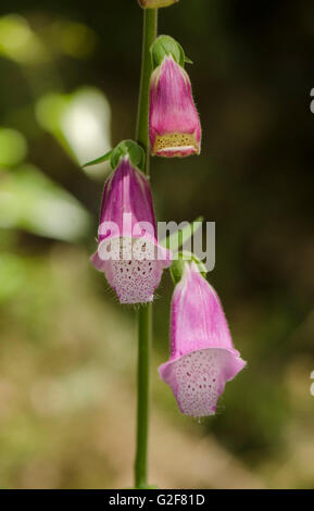 Quelques fleurs de la digitale pourpre, Digitalis purpurea, Espagne. Banque D'Images