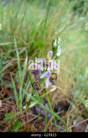 L'orchidée abeille, Ophrys apifera en prairie humide, Andalousie, espagne. Banque D'Images