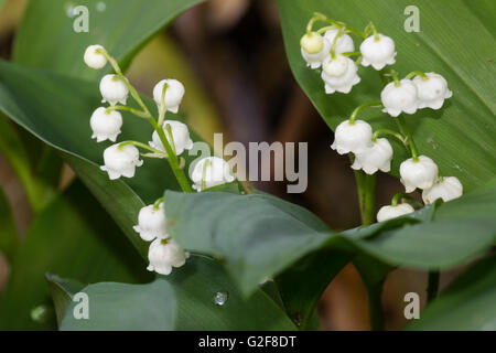 Fleurs blanches parfumées, cireuse de la floraison du printemps le muguet, Convallaria majalis Banque D'Images