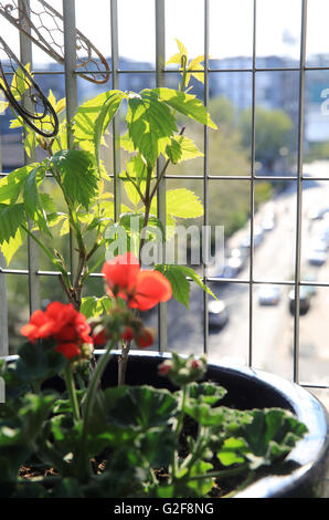La floraison des plantes sur un balcon Appartement de Londres, sur une première journée d'été, en Angleterre, Royaume-Uni Banque D'Images