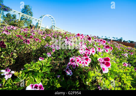 Au printemps, les champs de fleurs à San Diego en Californie sont en pleine floraison et dynamique ligne jardins tout le périmètre Banque D'Images
