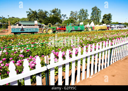 Un grand jardin de renoncules fleurs derrière une clôture blanche au printemps. Banque D'Images