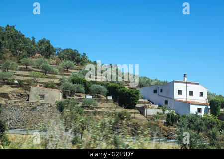 Plantation d'oliviers sur la montagne Banque D'Images