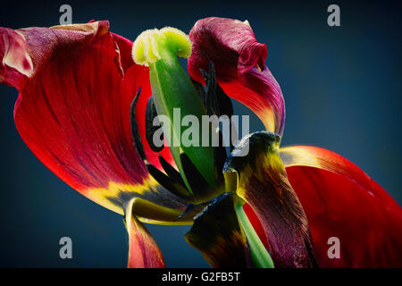 S'est évanoui Tulip fleur - macro photo Banque D'Images