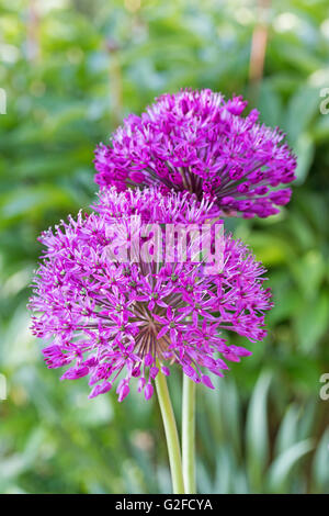 Deux fleurs violettes d'oignons sur le fond vert. Banque D'Images