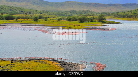 Rassemblement des flamants roses au lac Momella Banque D'Images