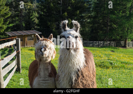 Lama drôle de couple dans les dolomites Banque D'Images