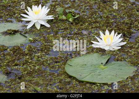 Nénuphars poussant dans un lac couvert de Salvinia et de jacinthe d'eau (Eichhornia crassipes), Louisiane Banque D'Images