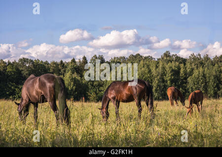 Groupe de chevaux châtaignier dans un enclos. Banque D'Images