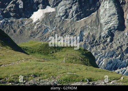 Pré, moutons et des glaciers de Grindelwald à proximité dans les Alpes en Suisse Banque D'Images