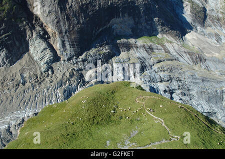 Pré, moutons et des glaciers de Grindelwald à proximité dans les Alpes en Suisse Banque D'Images